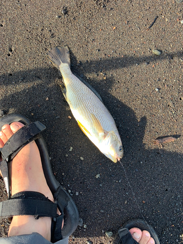 ニベの釣果