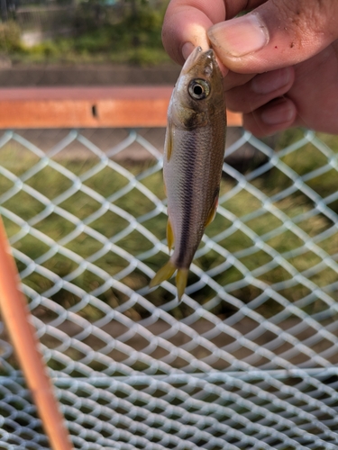 カワムツの釣果