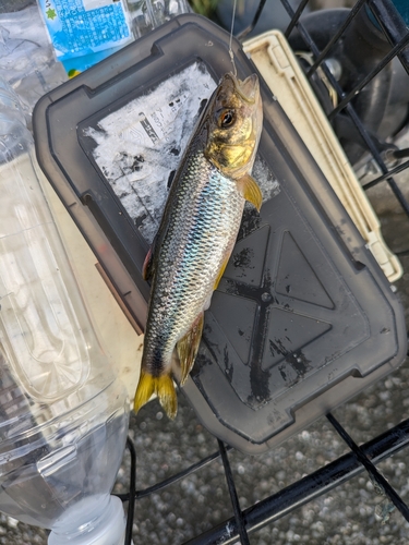 カワムツの釣果