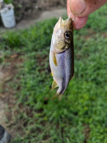 カワムツの釣果