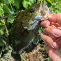 スモールマウスバス