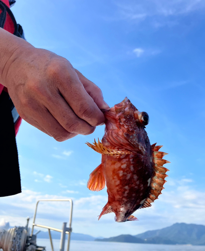 カサゴの釣果