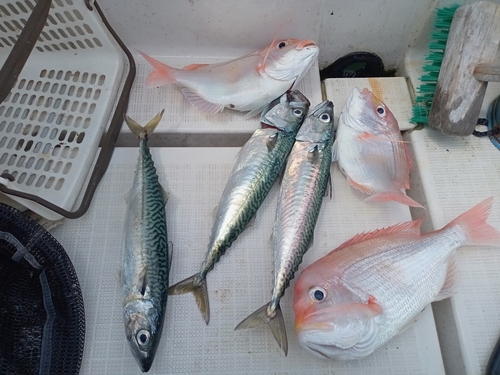 レンコダイの釣果