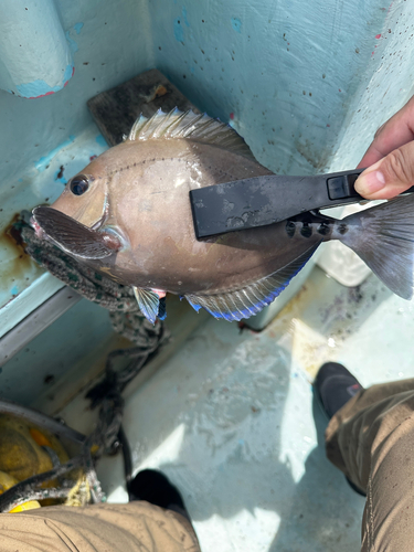 ニザダイの釣果