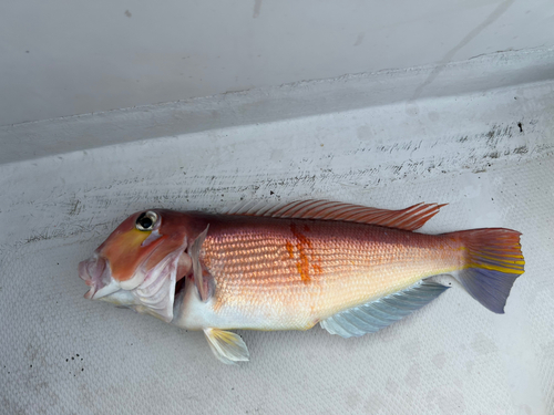 アマダイの釣果