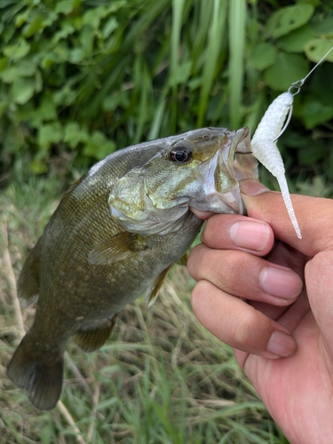 スモールマウスバスの釣果