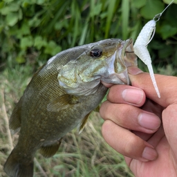 スモールマウスバス