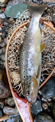 ブラウントラウトの釣果