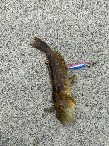 アサヒアナハゼの釣果