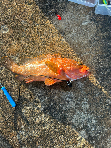 アコウの釣果