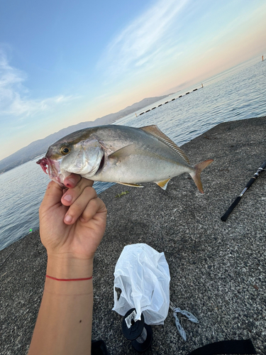 ショゴの釣果