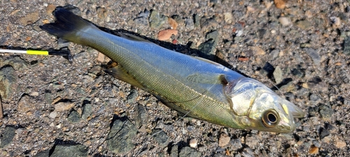 マハゼの釣果