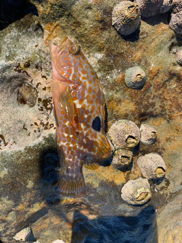 キジハタの釣果