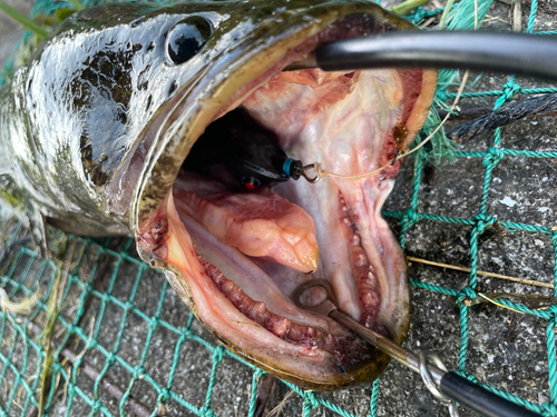 ライギョの釣果