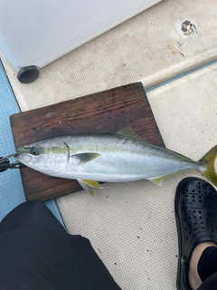 イナダの釣果