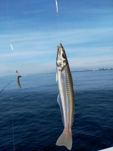 キスの釣果