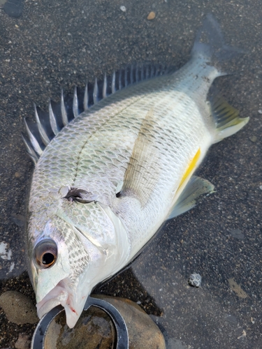 キビレの釣果