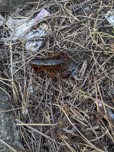 アメリカザリガニの釣果