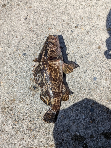 タケノコメバルの釣果