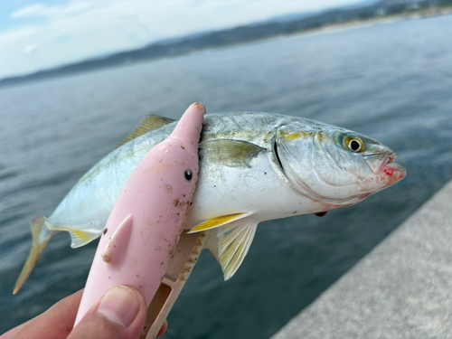 ワカシの釣果