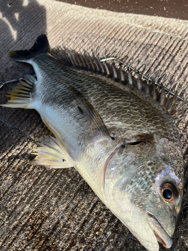 キビレの釣果