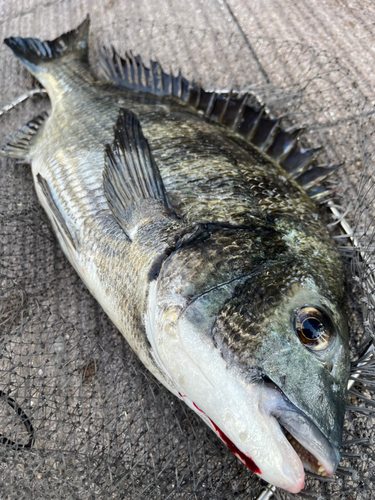 チヌの釣果