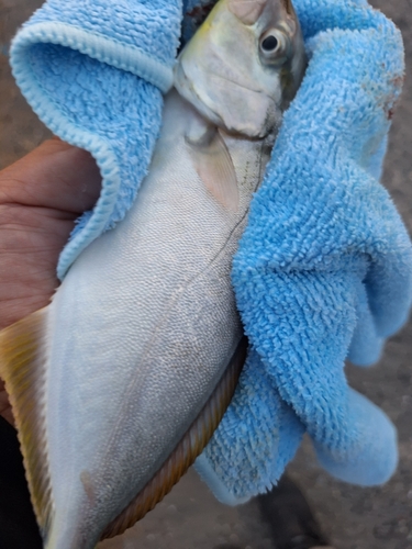 ショゴの釣果