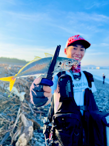 マルアジの釣果