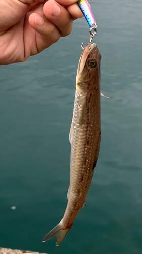 エソの釣果