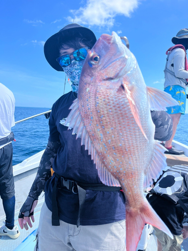 マダイの釣果