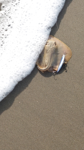 アカエイの釣果