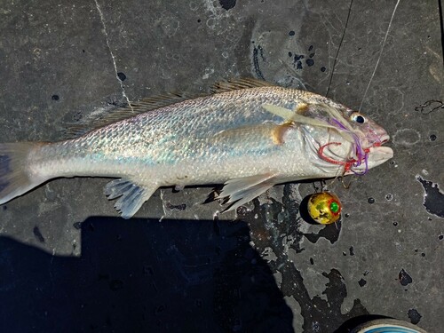 クログチの釣果