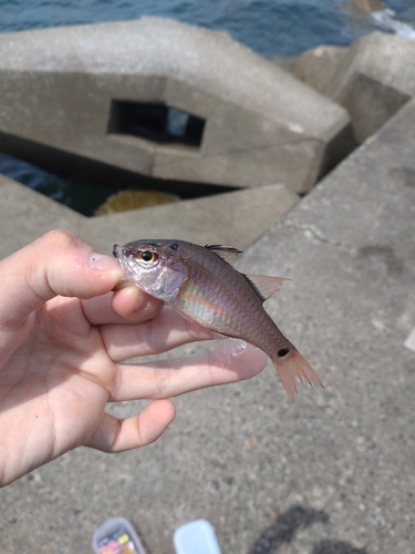 クロホシイシモチの釣果