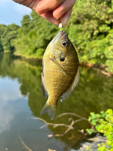 ブルーギルの釣果