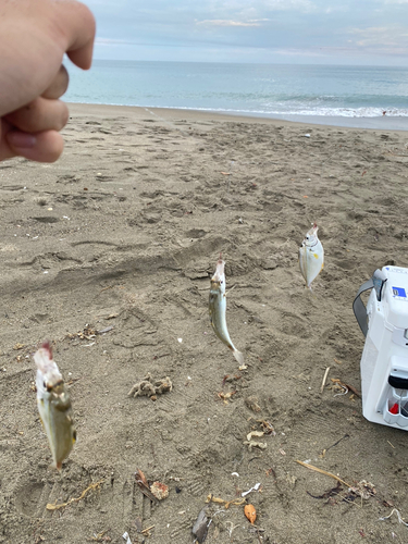 ヒイラギの釣果