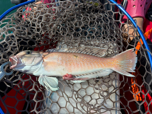 シロアマダイの釣果