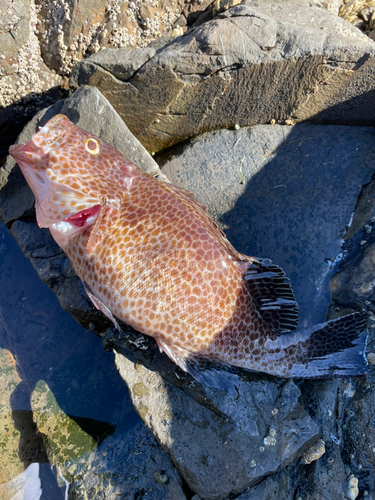 オオモンハタの釣果