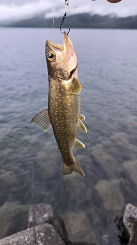 アメマスの釣果