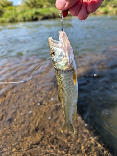 ハスの釣果