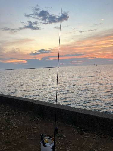 ハゼの釣果