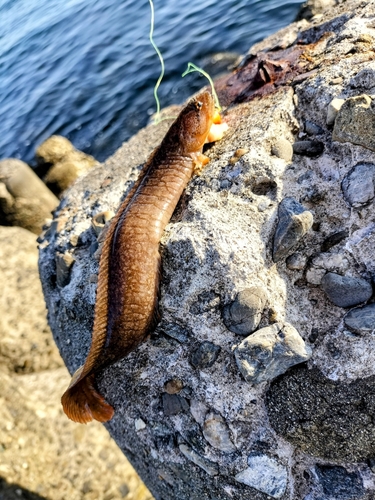 ギンポの釣果