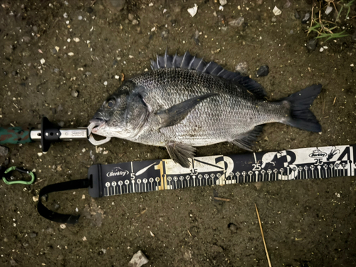 クロダイの釣果