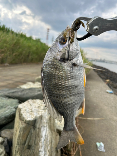 チヌの釣果