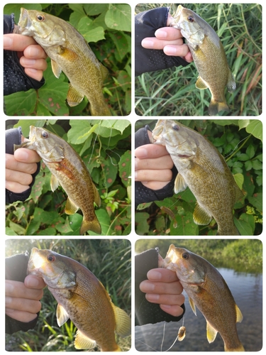 スモールマウスバスの釣果