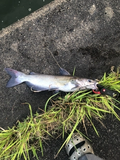 アメリカナマズの釣果