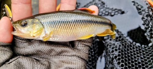 カワムツの釣果