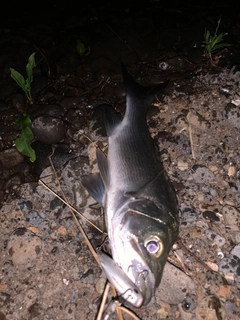 セイゴ（ヒラスズキ）の釣果