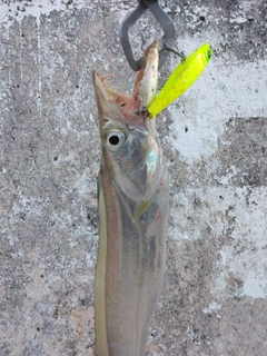 タチウオの釣果