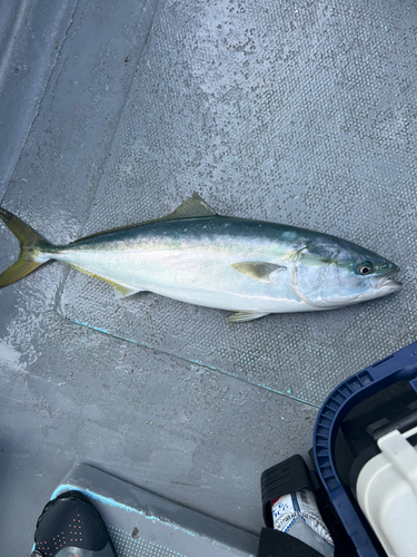 ワラサの釣果