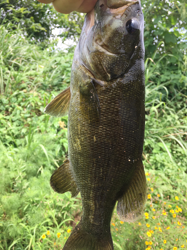 スモールマウスバスの釣果